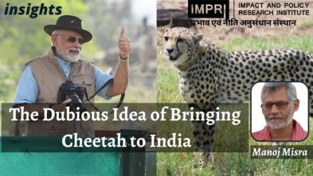 The Dubious Idea of Bringing Cheetah to India - IMPRI Impact and Policy Research Institute